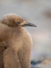 King Penguin half grown chick on beach of Saunders Island. South America, Falkland Islands. Art Print